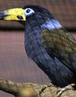 冠山巨嘴鸟 / Hooded Mountain Toucan / Andigena cucullata