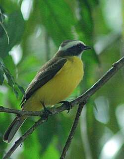 白环蚊霸鹟 / White-ringed Flycatcher / Conopias albovittatus