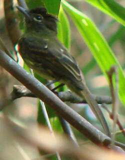 暗尾扁嘴霸鹟 / Dusky-tailed Flatbill / Ramphotrigon fuscicauda