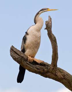 澳洲蛇鹈 / Australasian Darter / Anhinga novaehollandiae