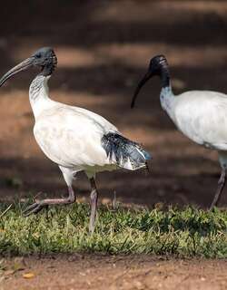 澳洲白鹮 / Australian White Ibis / Threskiornis molucca