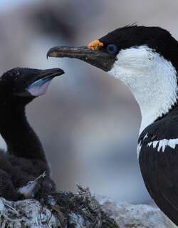 南极鸬鹚 / Antarctic Shag / Leucocarbo bransfieldensis
