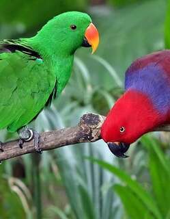 红胁绿鹦鹉 / Eclectus Parrot / Eclectus roratus