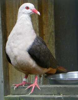 粉红鸽 / Pink Pigeon / Nesoenas mayeri