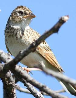 雀歌百灵 / Monotonous Lark / Mirafra passerina