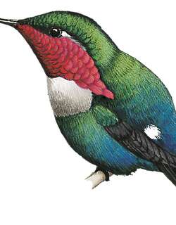 圣马林蜂鸟 / Santa Marta Woodstar / Chaetocercus astreans