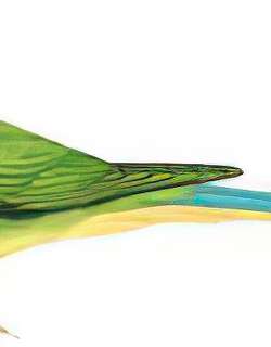 红领绿鹦鹉 / Rose-ringed Parakeet / Psittacula krameri