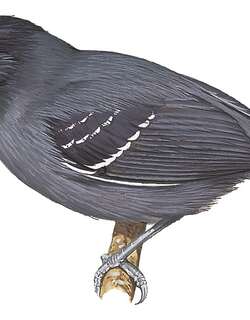 黑尾蚁鸟 / Black-tailed Antbird / Myrmoborus melanurus