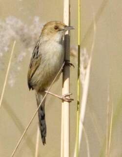 唧鸣扇尾莺 / Chirping Cisticola / Cisticola pipiens