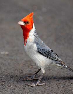 冠蜡嘴鹀 / Red-crested Cardinal / Paroaria coronata