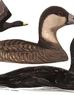黑海番鸭 / Black Scoter / Melanitta americana