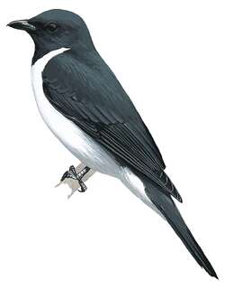 格氏鹃鵙 / Grauer’s Cuckooshrike / Ceblepyris graueri