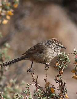 纯背针尾雀 / Plain-mantled Tit-Spinetail / Leptasthenura aegithaloides