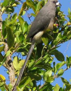 白背鼠鸟 / White-backed Mousebird / Colius colius