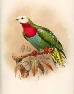 白头果鸠 / White-headed Fruit Dove / Ptilinopus eugeniae