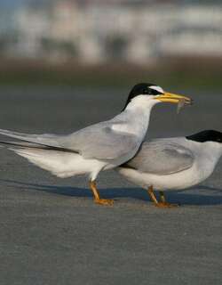 小白额燕鸥 / Least Tern / Sternula antillarum