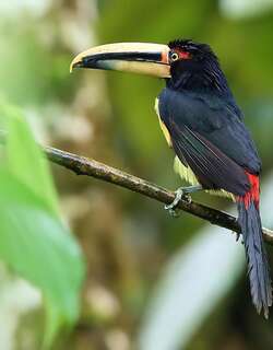淡嘴簇舌巨嘴鸟 / Pale-mandibled Aracari / Pteroglossus erythropygius