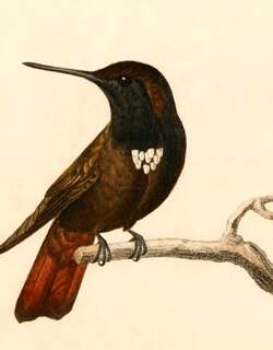 黑头闪羽蜂鸟 / Black-hooded Sunbeam / Aglaeactis pamela