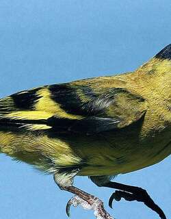 安第斯金翅雀 / Andean Siskin / Spinus spinescens