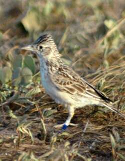 拉扎云雀 / Raso Lark / Alauda razae