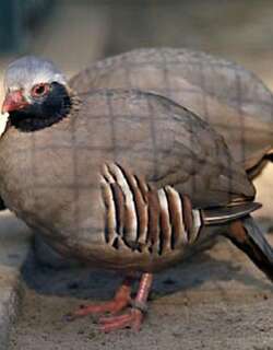 黑脸石鸡 / Philby’s Partridge / Alectoris philbyi