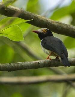 红嘴盔鵙 / Red-billed Helmetshrike / Prionops caniceps