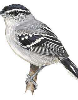 点斑尾蚁鹩 / Spot-tailed Antwren / Herpsilochmus sticturus