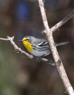 黄喉纹胁林莺 / Grace’s Warbler / Setophaga graciae