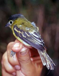 黄颊厚嘴霸鹟 / Yellow-cheeked Becard / Pachyramphus xanthogenys