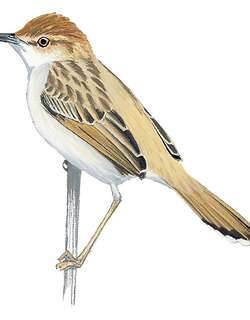 灰扇尾莺 / Tinkling Cisticola / Cisticola rufilatus