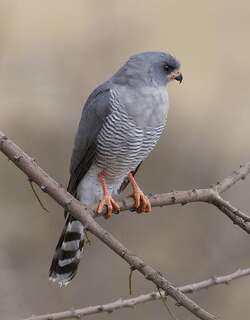 红脸歌鹰 / Gabar Goshawk / Micronisus gabar