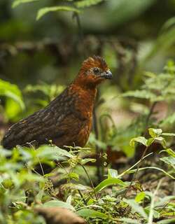 栗林鹑 / Chestnut Wood Quail / Odontophorus hyperythrus