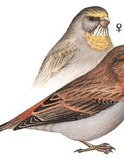 红眉松雀 / Crimson-browed Finch / Carpodacus subhimachalus