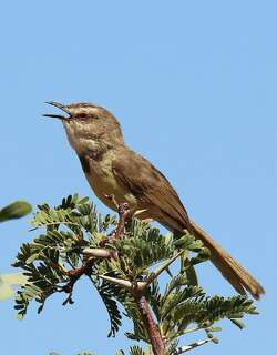 黑胸鹪莺 / Black-chested Prinia / Prinia flavicans