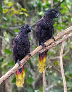 黑鹦鹉 / Black Lory / Chalcopsitta atra
