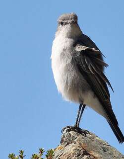 灰地霸鹟 / Cinereous Ground Tyrant / Muscisaxicola cinereus