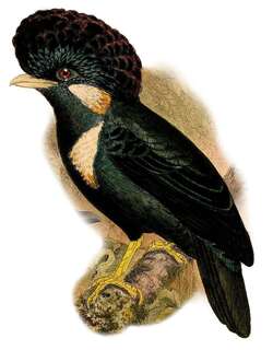 大王椋鸟 / Helmeted Myna / Basilornis galeatus