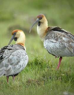 黑脸鹮 / Black-faced Ibis / Theristicus melanopis