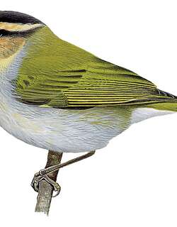 黑顶柳莺 / Black-capped Woodland Warbler / Phylloscopus herberti