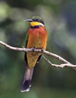 桂胸蜂虎 / Cinnamon-chested Bee-eater / Merops oreobates