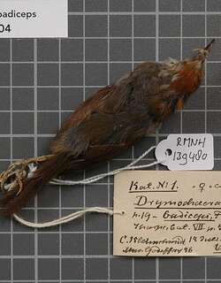 斐济树莺 / Fiji Bush Warbler / Horornis ruficapilla
