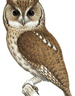 巴尔萨斯角鸮 / Balsas Screech Owl / Megascops seductus