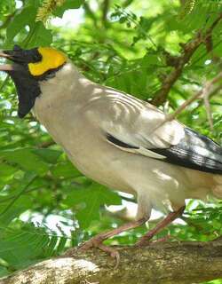 肉垂椋鸟 / Wattled Starling / Creatophora cinerea