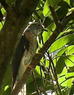 菲律宾鹰鹃 / Philippine Hawk-Cuckoo / Hierococcyx pectoralis