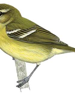 乔科莺雀 / Choco Vireo / Vireo masteri