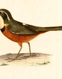 绿冠月胸窜鸟 / Olive-crowned Crescentchest / Melanopareia maximiliani