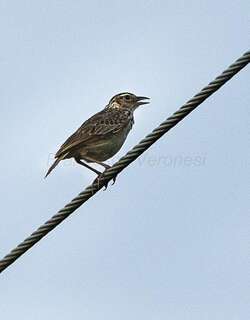 印度支那歌百灵 / Indochinese Bush Lark / Mirafra erythrocephala
