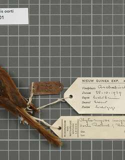 棕鹩莺 / Orange-crowned Fairywren / Clytomyias insignis