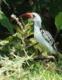 红嘴弯嘴犀鸟 / Northern Red-billed Hornbill / Tockus erythrorhynchus