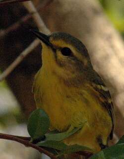 绿林莺 / Vitelline Warbler / Setophaga vitellina